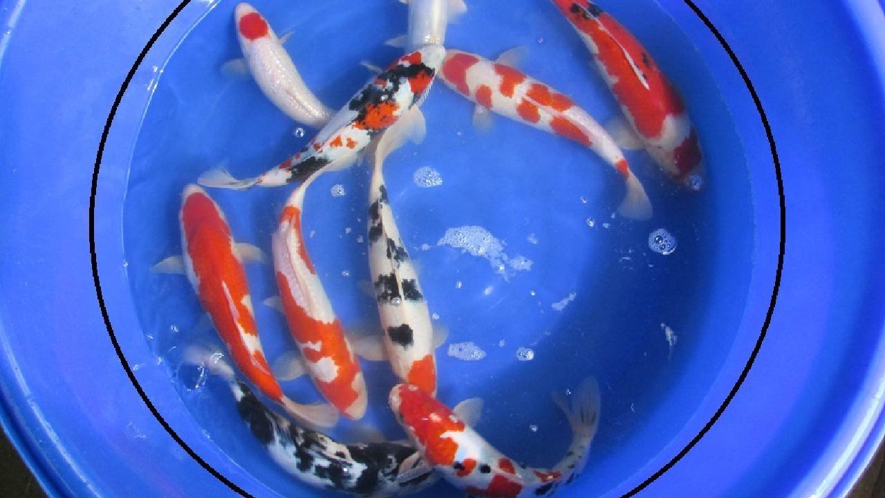 Les Koi