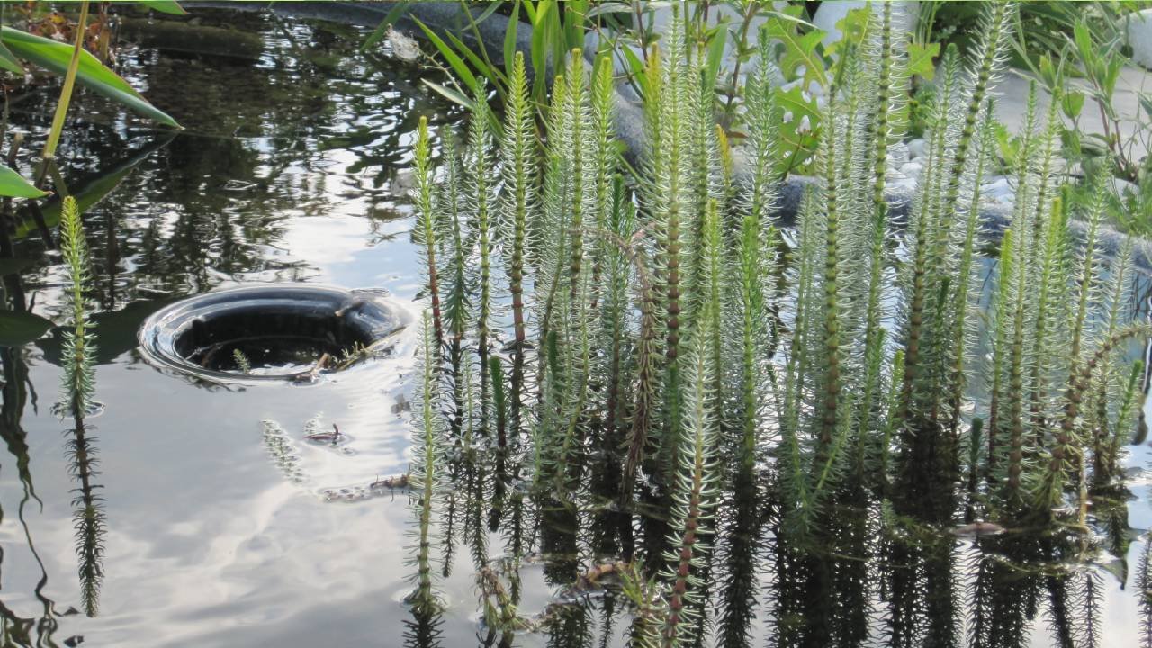 Plante oxygénante