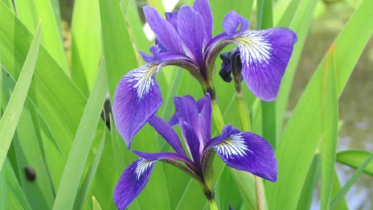 Plantes filtrante ou de lagunage