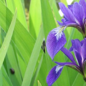 Plantes filtrante ou de lagunage