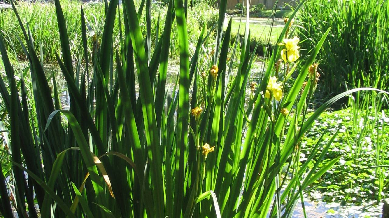 Plantes filtrante ou de lagunage