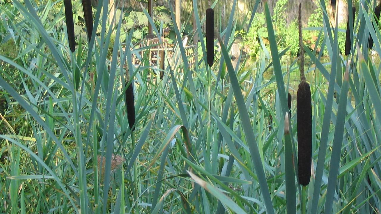 Plantes filtrante ou de lagunage