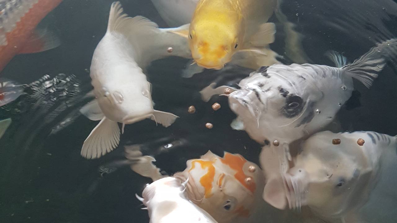 Les Koi