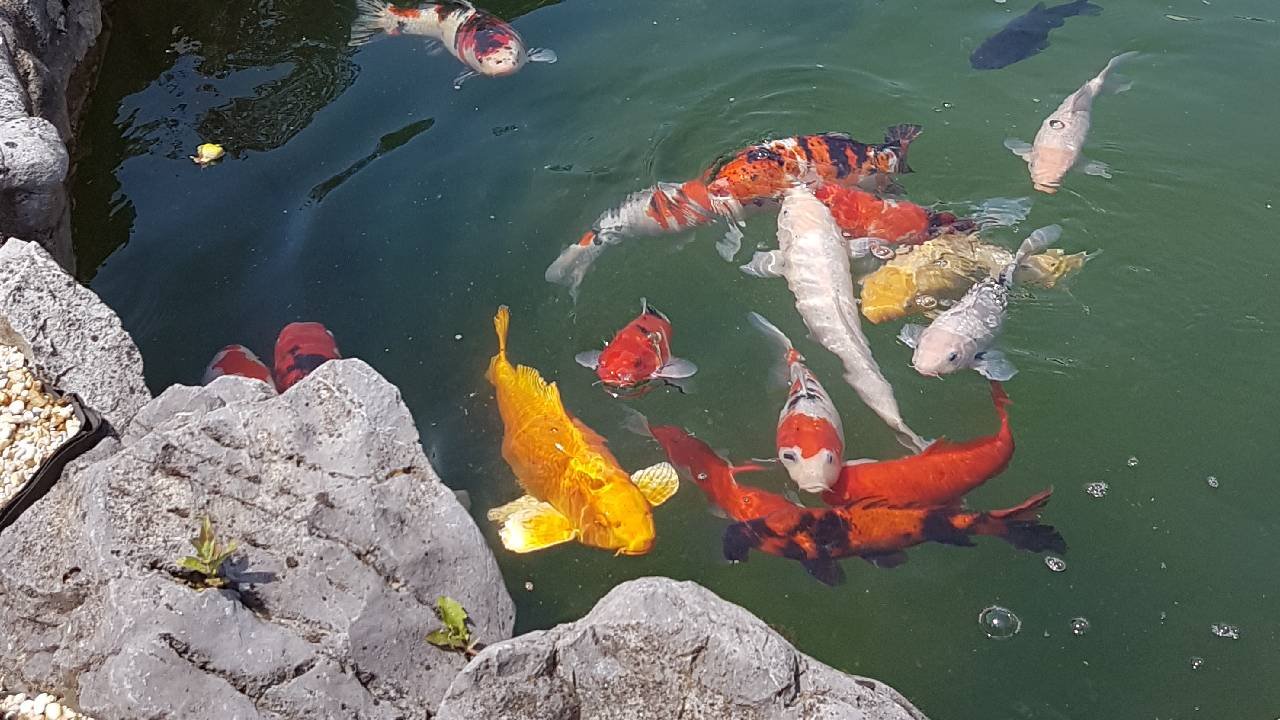 Les Koi