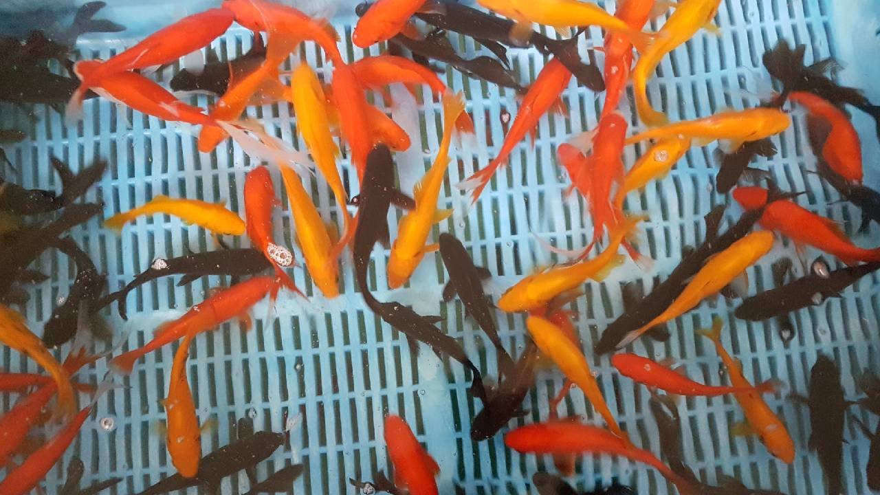 Poissons Rouges