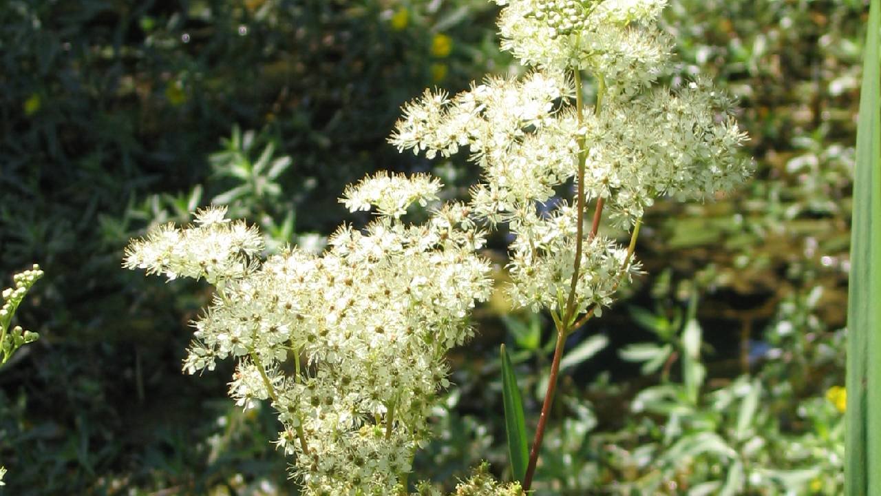 Plantes décorative