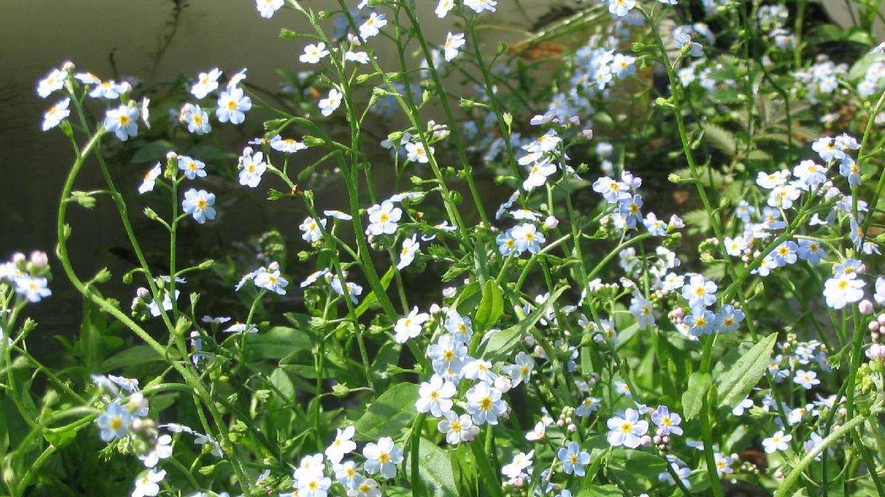 Plantes décorative