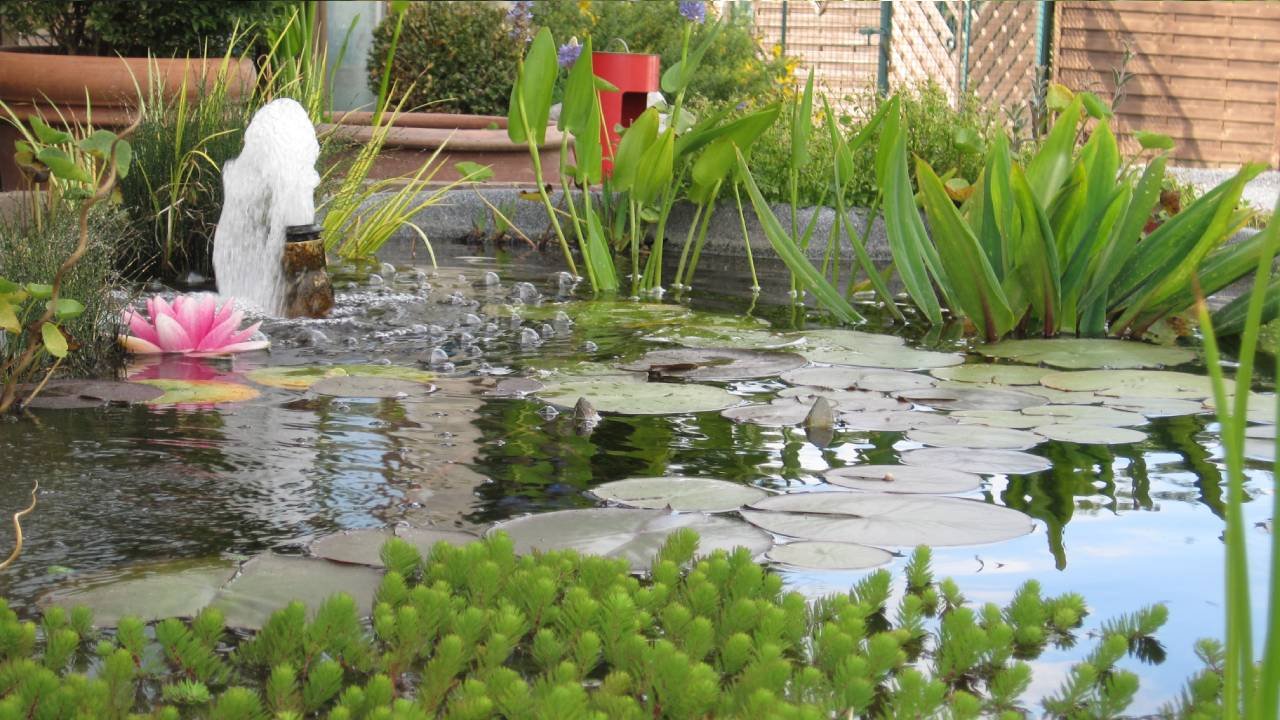 Plantes décorative