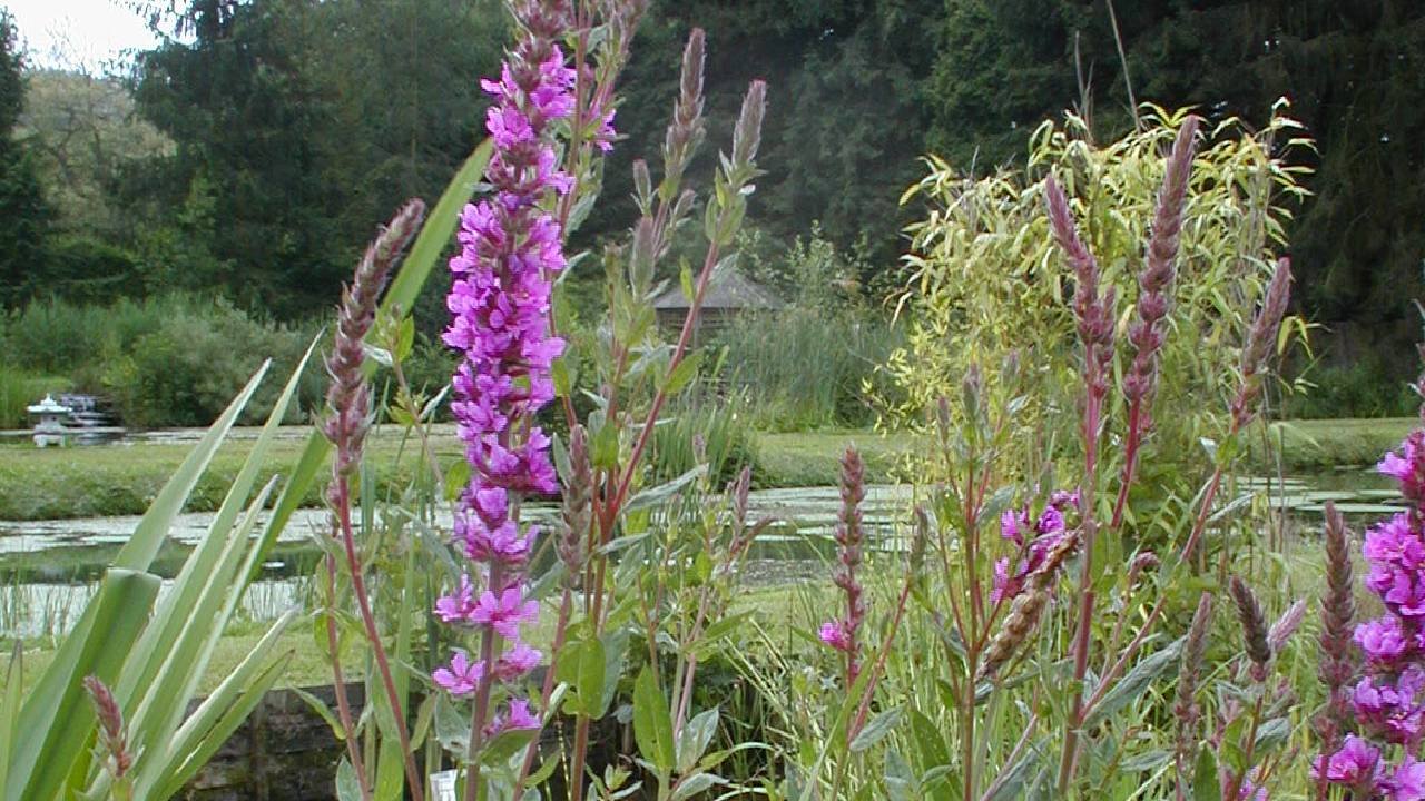 Plantes décorative