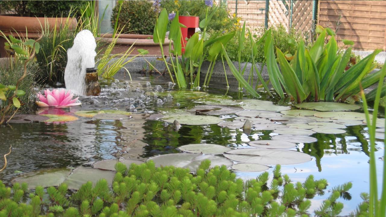 Nos bassin en été